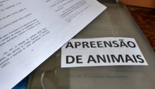 animais-soltos-vidas-em-perigo-em-quatro-dias-do-mes-de-abril-quatro-animais-apreendidos-em-rodovias