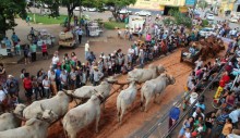 festa-da-moagem-carros-de-bois-comecam-a-chegar-aos-pousos-de-unai-desfile-na-avenida-sera-no-dia-27-e-festa-no-parque-de-exposicoes-de-26-4-a-1-5