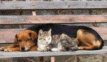vacinacao-antirrabica-para-caes-e-gatos-em-agosto-e-setembro-na-cidade-e-na-zona-rural