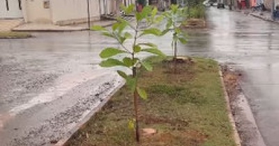 Meio Ambiente inicia trabalho preventivo de substituição de árvores