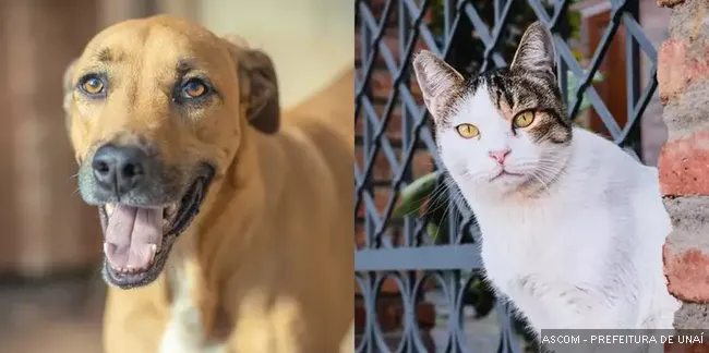 dogcat01