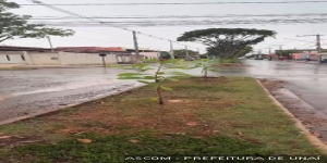 Meio Ambiente inicia trabalho preventivo de substituição de árvores