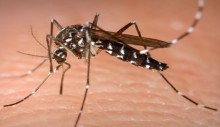 dengue-alto-indice-de-infestacao-larvaria-na-cidade-obriga-pmu-a-convocar-forca-tarefa